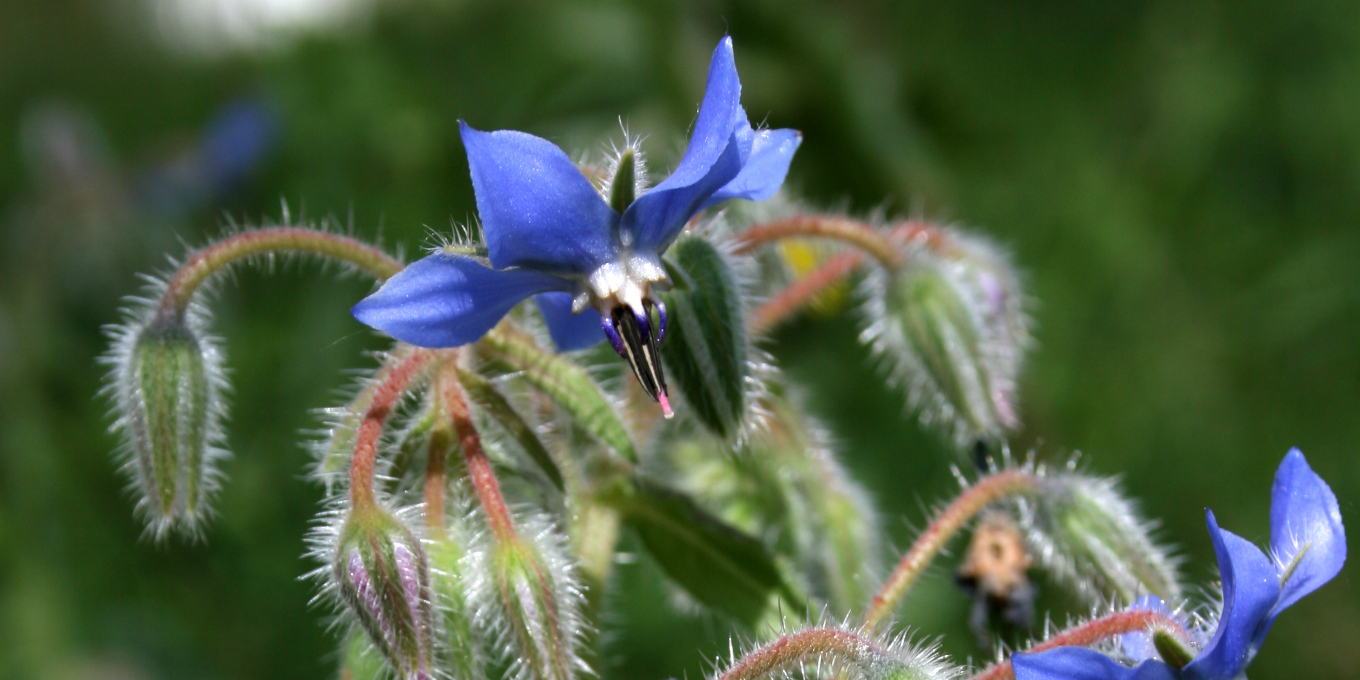 Bourrache officinale (Borago officinalis) © Nicolas Macaire / LPO